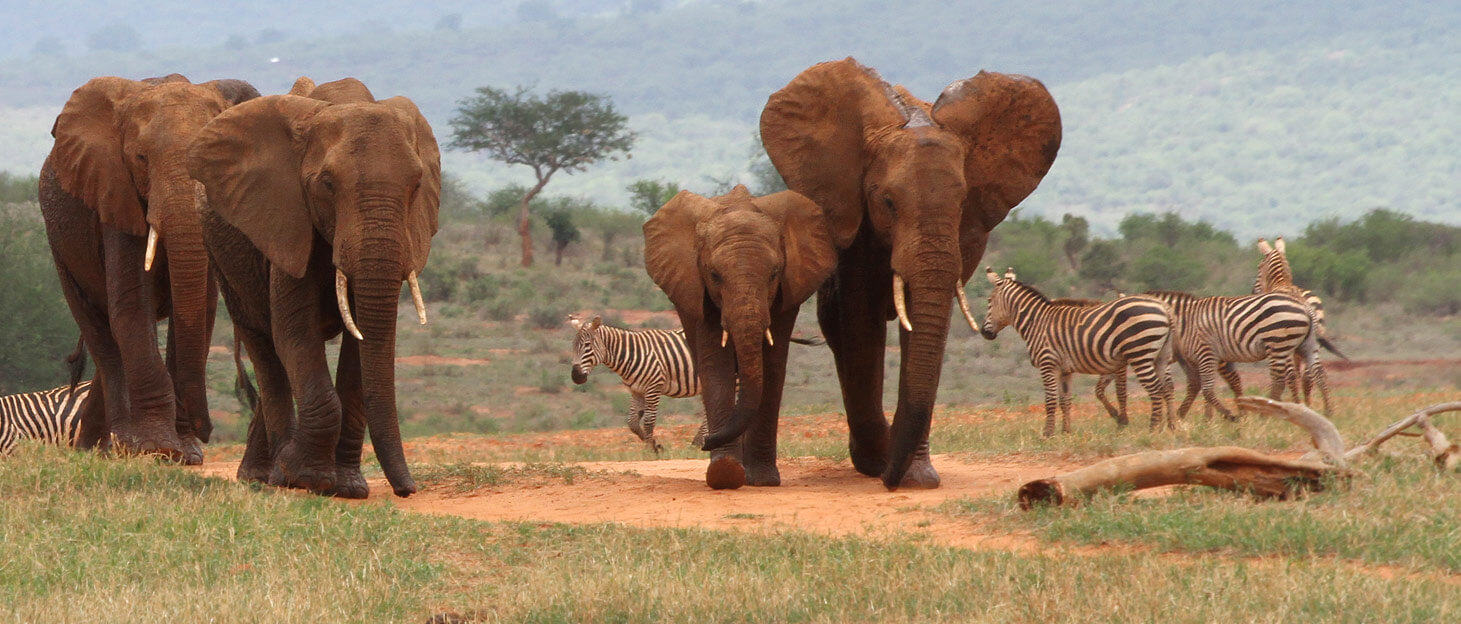 WE HAVE TWO OPTIONS: ELEPHANTS OR IVORY TRADE - WE CANNOT HAVE BOTH!