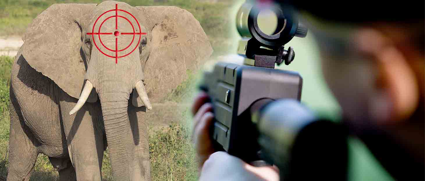 1000 ELEPHANTS KILLED LEGALLY BY HUNTERS ANNUALLY