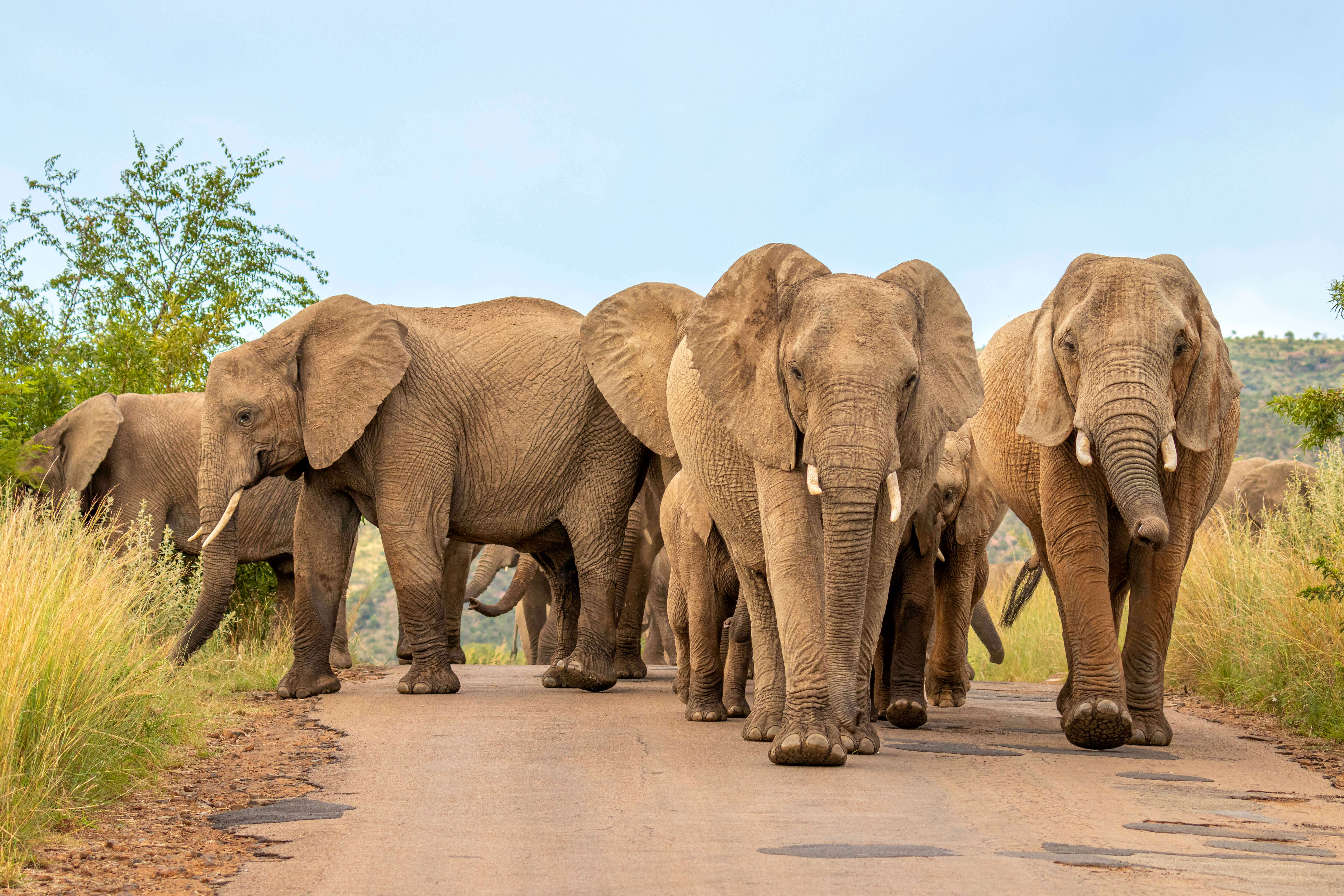 Zu viele Elefanten im Kruger-Nationalpark? Was die Forschung tatsächlich sagt