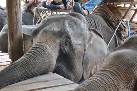 Elefantentourismus