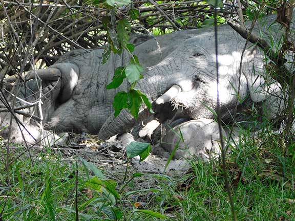 Waldelefanten Liberia 3