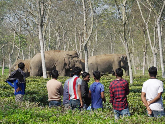 Indien_Westbengalen_Elefanten-in-Teeplantage