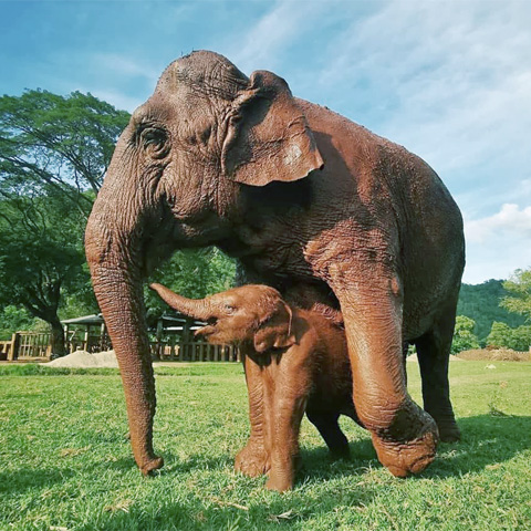 Baby Elephant Wan Mai - Save Elephant Foundation