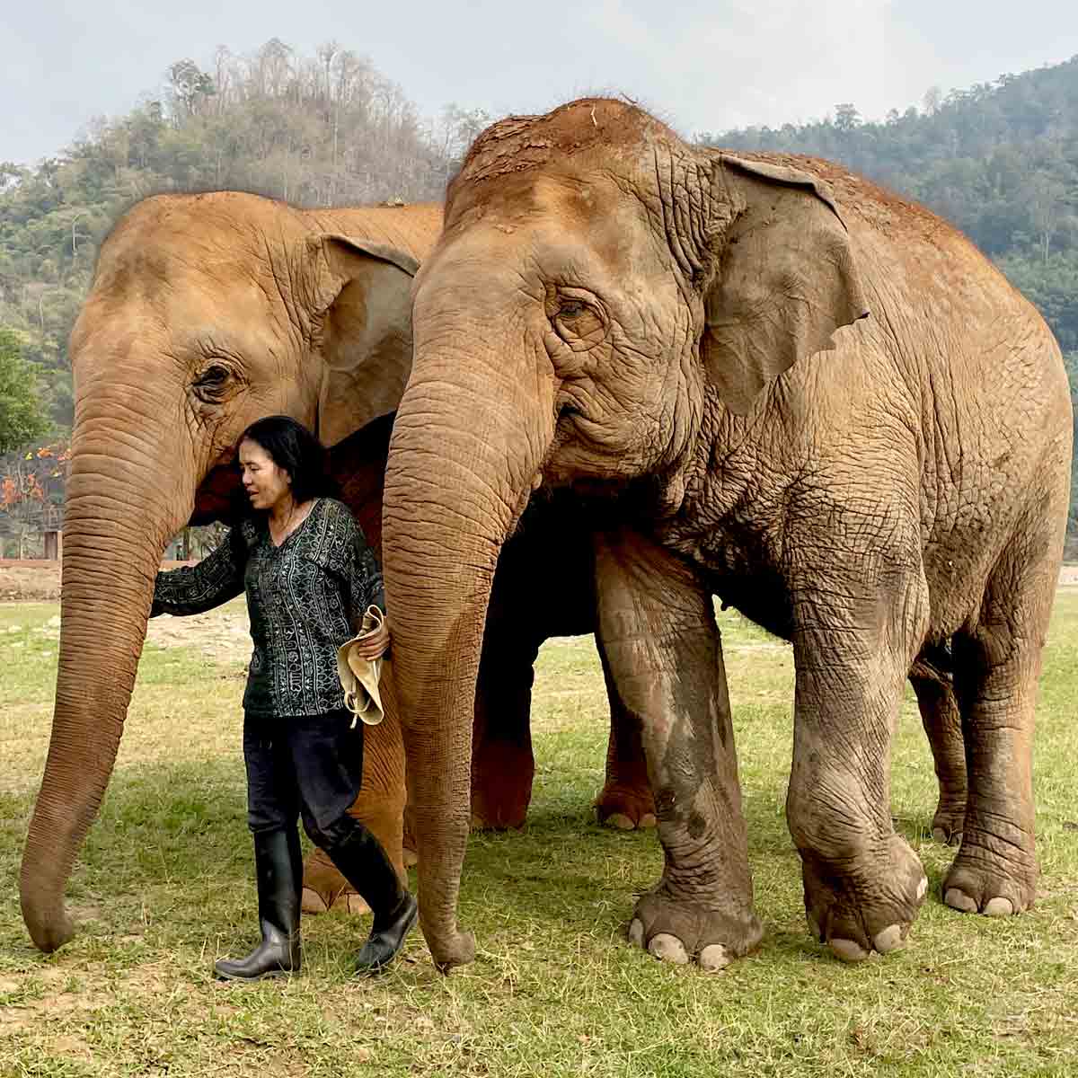 Elephant Nature Park/ Arbeitselefanten in Thailand